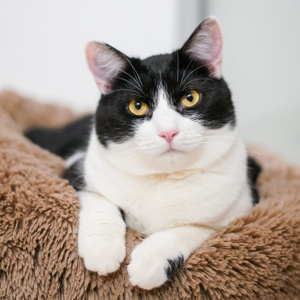 Хвістоцвіт