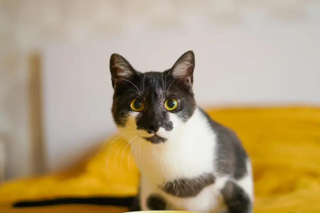 Фото Клара