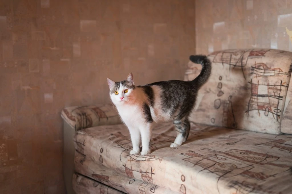 Фото Біт та Коін