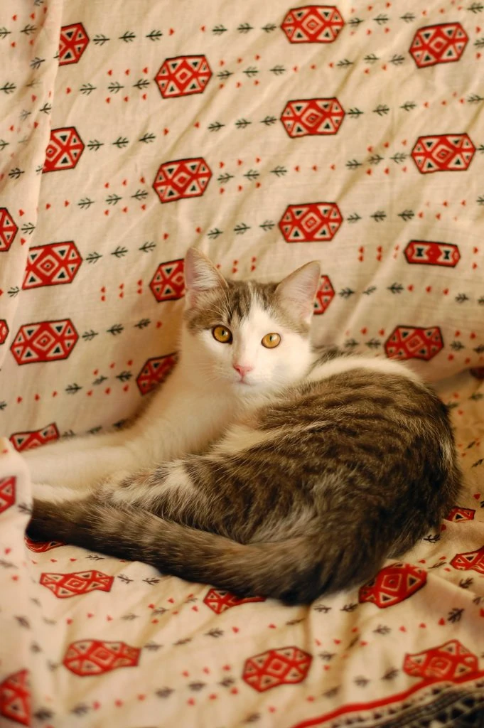Фото Біт та Коін