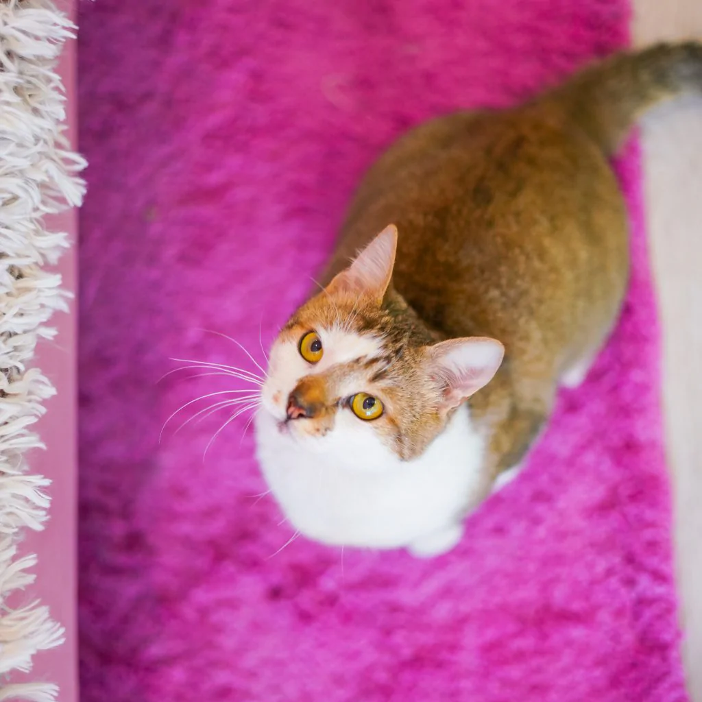 Фото Elvis