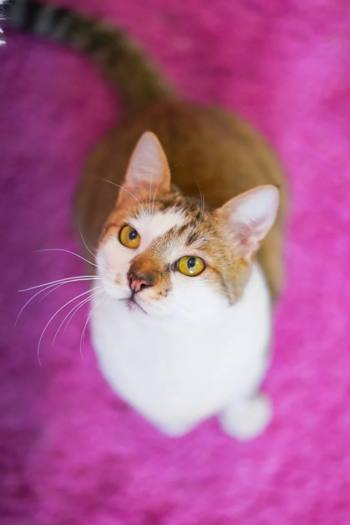 Фото Elvis