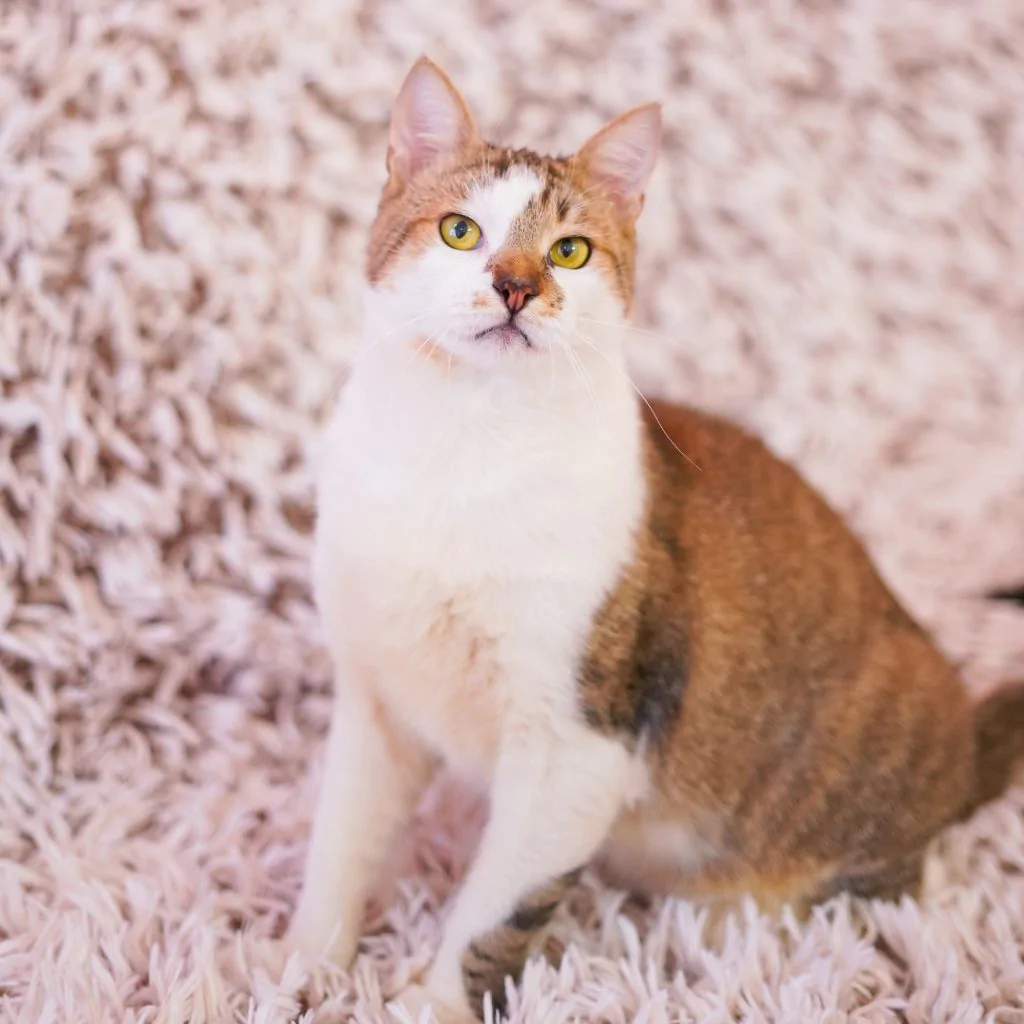 Фото Elvis