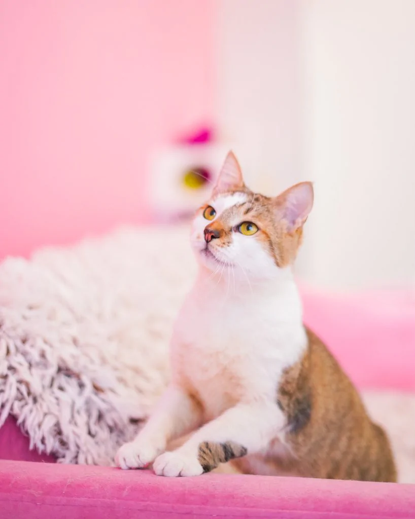 Фото Elvis