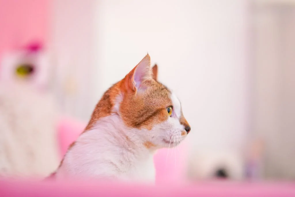Фото Elvis
