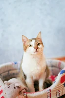 Фото Elvis