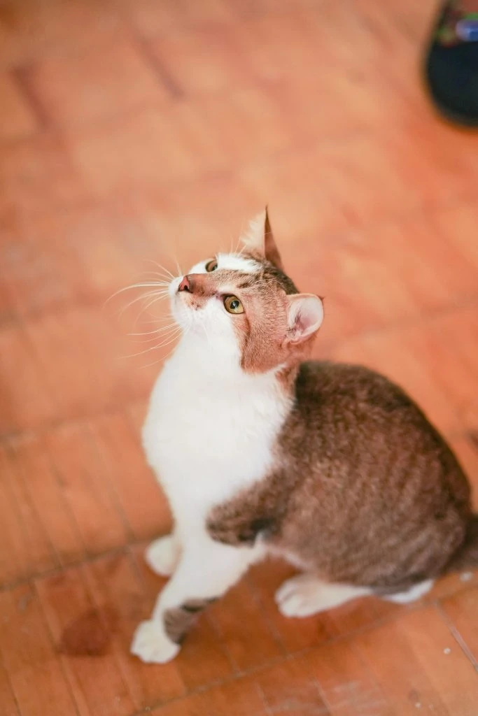 Фото Elvis