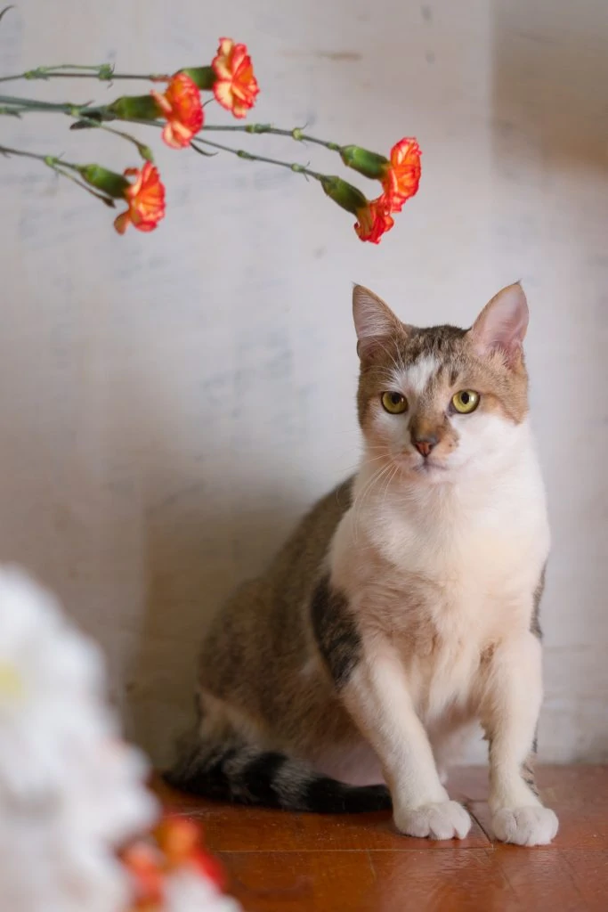 Фото Elvis