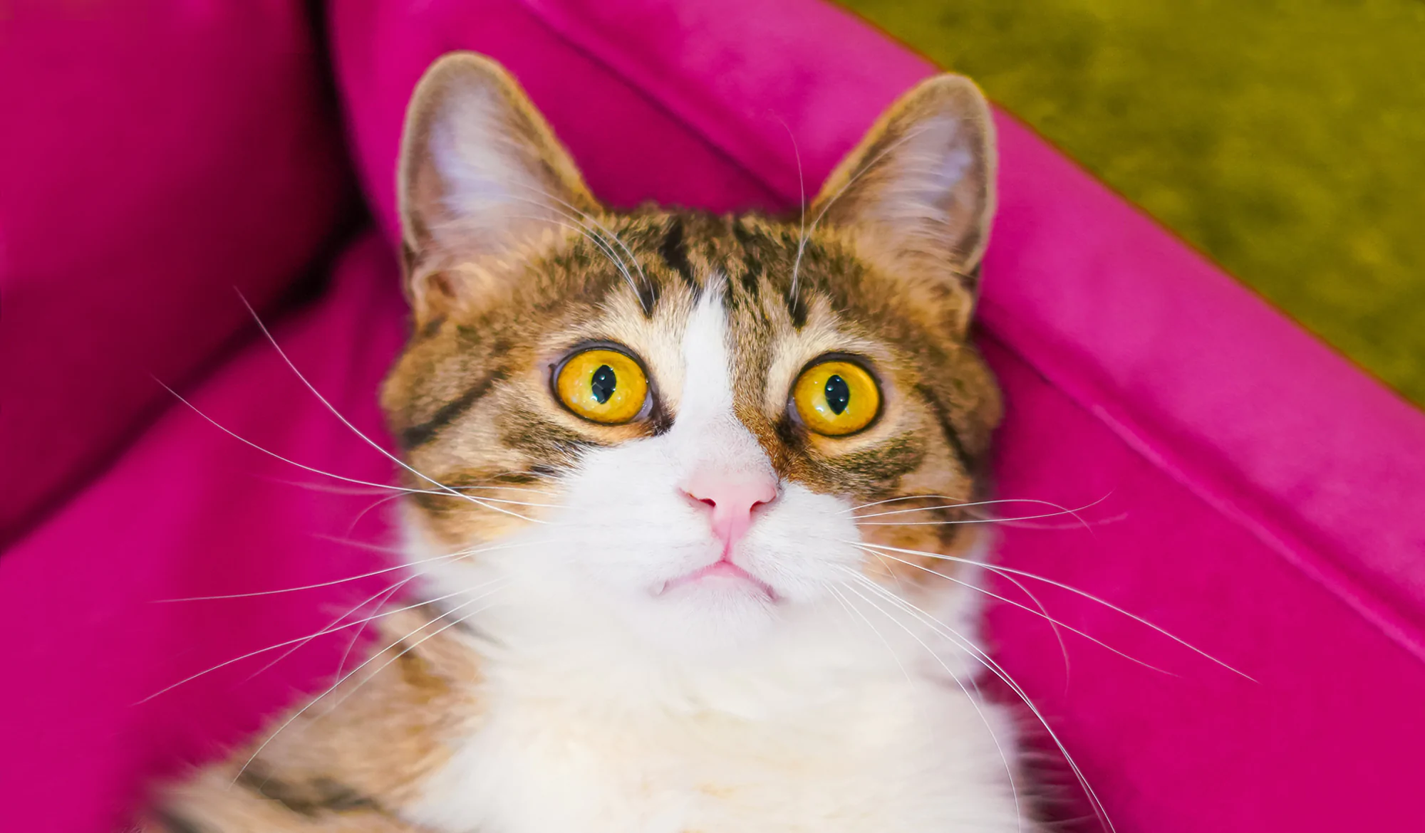 adopt