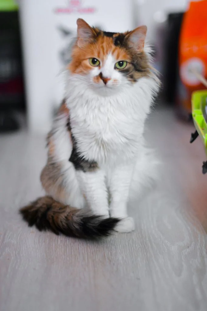 Фото Kazka