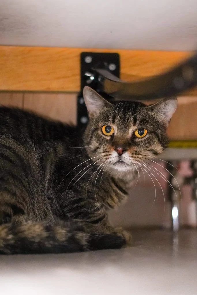 Фото Савелій Котович