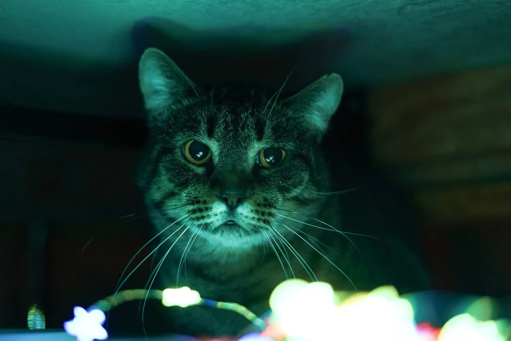 Фото Савелій Котович