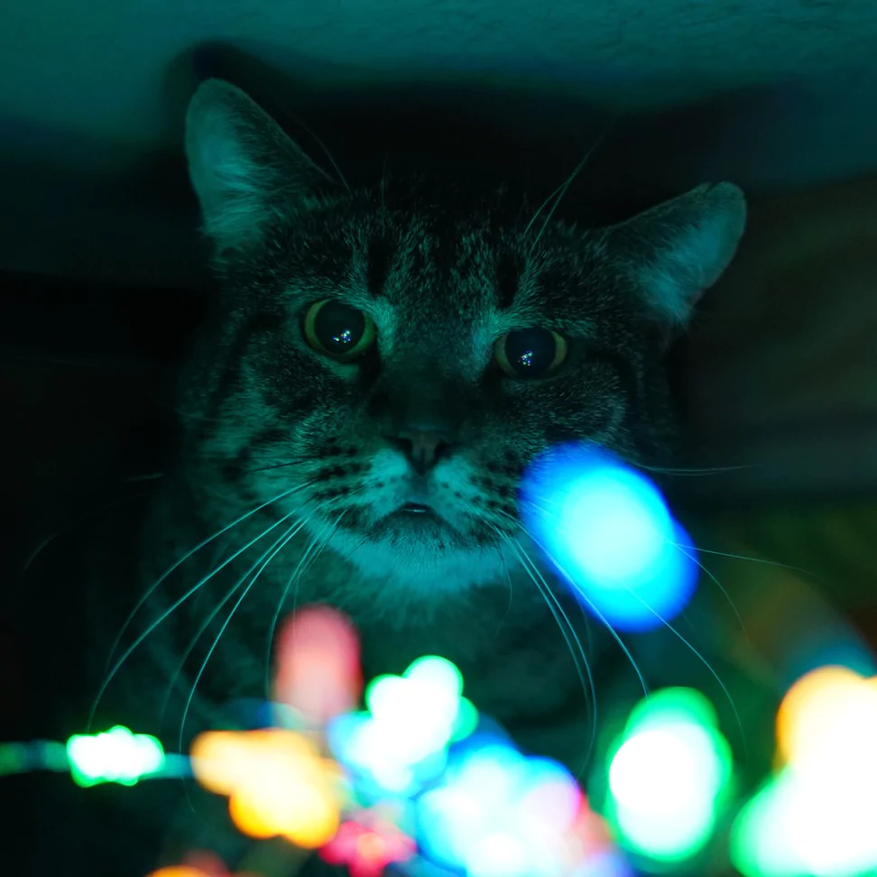 Фото Савелій Котович