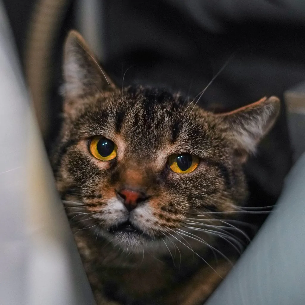 Фото Савелій Котович