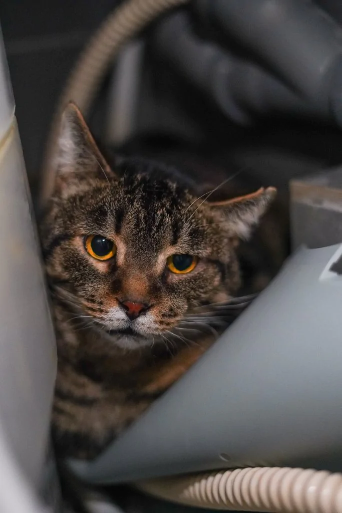 Фото Савелій Котович