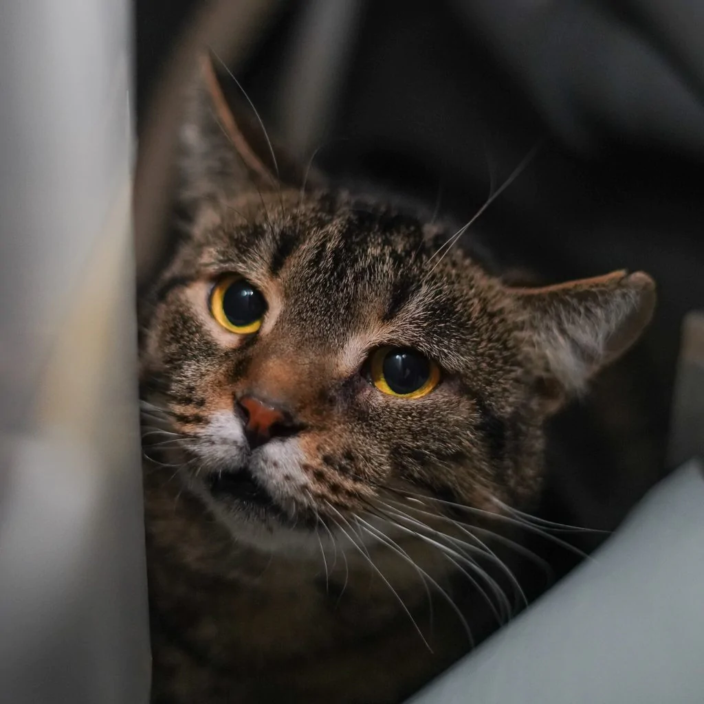 Фото Савелій Котович