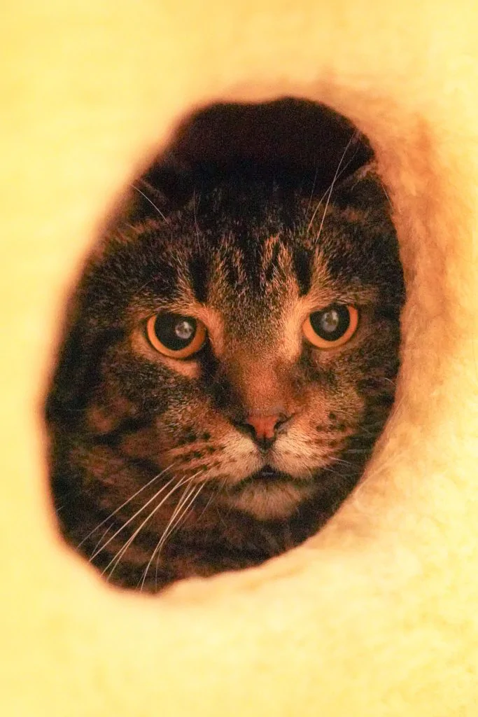 Фото Савелій Котович