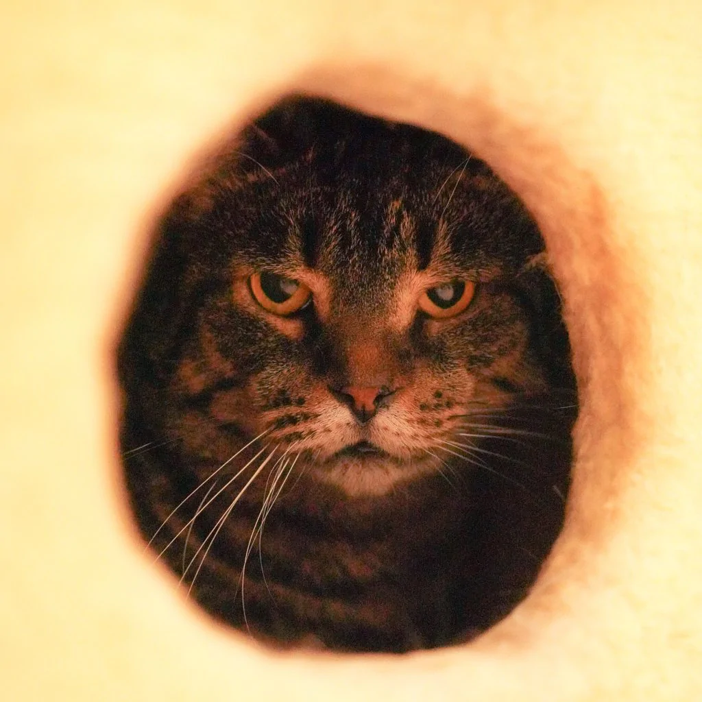 Фото Савелій Котович